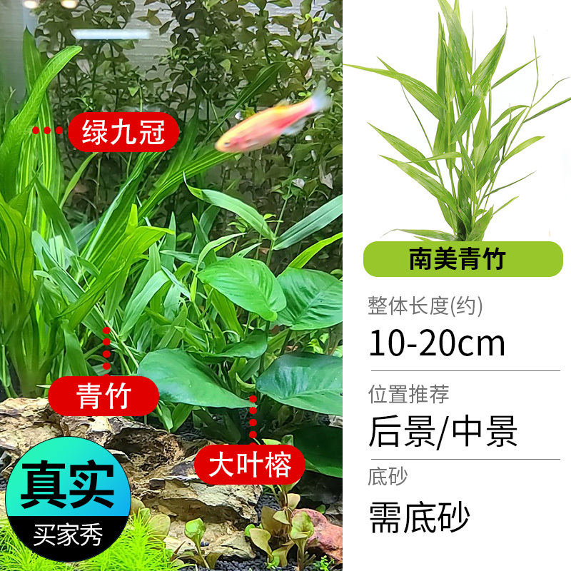 鱼缸造景莫斯沉木水榕无土植物懒人增氧真水草趴地矮珍珠陀草