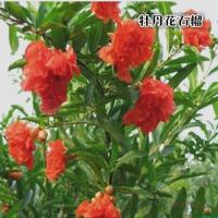 庭院阳台观赏盆栽翠叶石榴月季牡丹重瓣花石榴果树苗花卉盆景绿植牡丹花石榴(1年苗)10cm(含)-19cm(含)