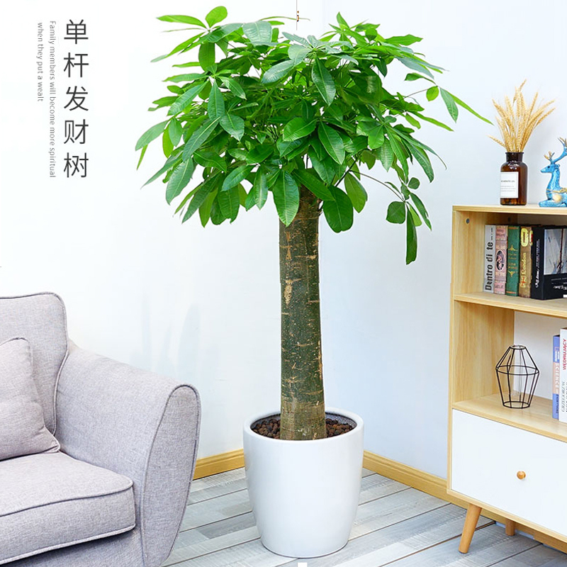诗樱发财树盆栽植物室内绿植大型植物客厅招财大颗叶粗杆四季常青