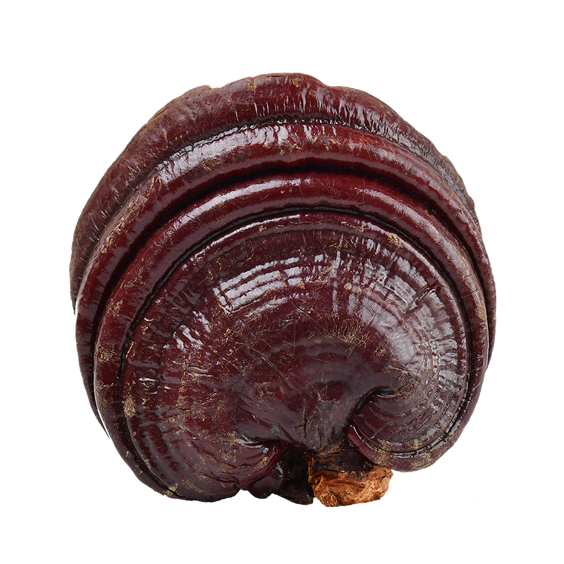 博多客灵芝类报价_参数_图片_视频_怎么样_问答-苏宁易购