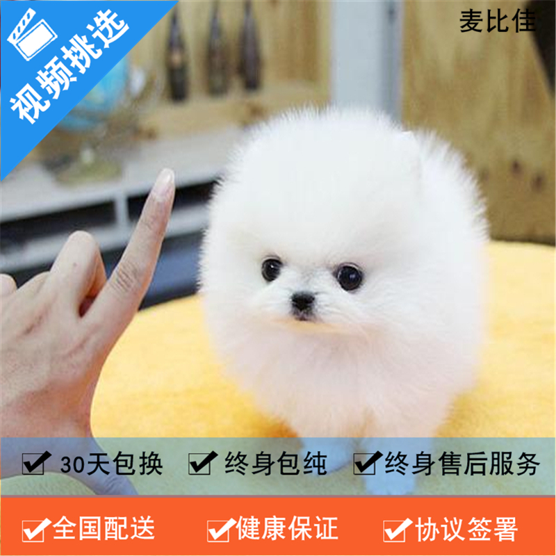 纯种哈多利系球体博美犬活体动物 茶杯博美犬 日系俊杰双血统长不大的茶杯狗白色博美犬 赛级博美犬活体狗狗纯种博美犬终身包纯