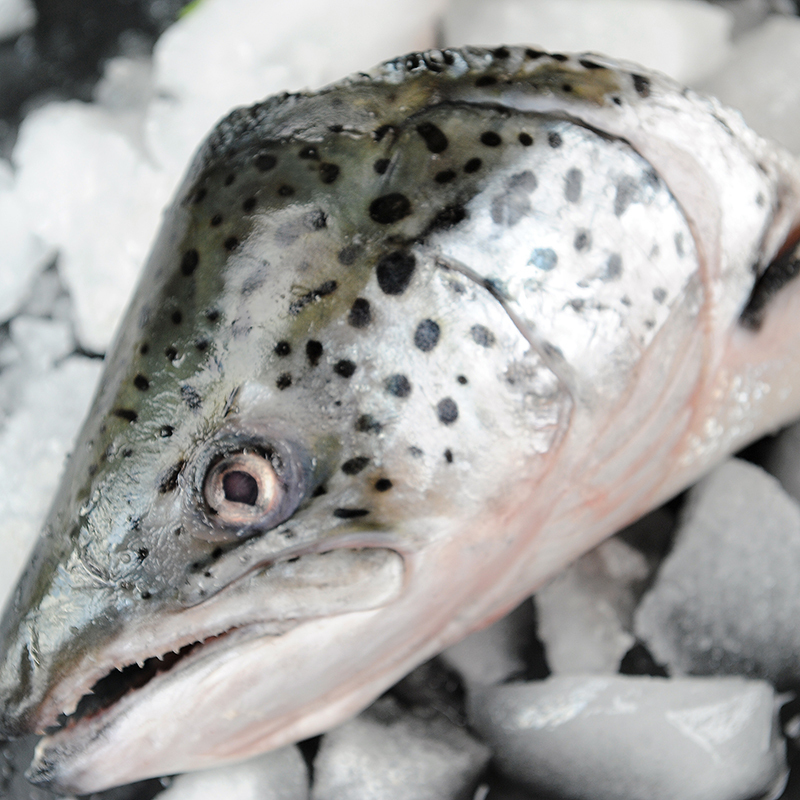 纯色本味 冷冻智利三文鱼头(大西洋鲑)整只 400g/袋 烧烤煲汤食材
