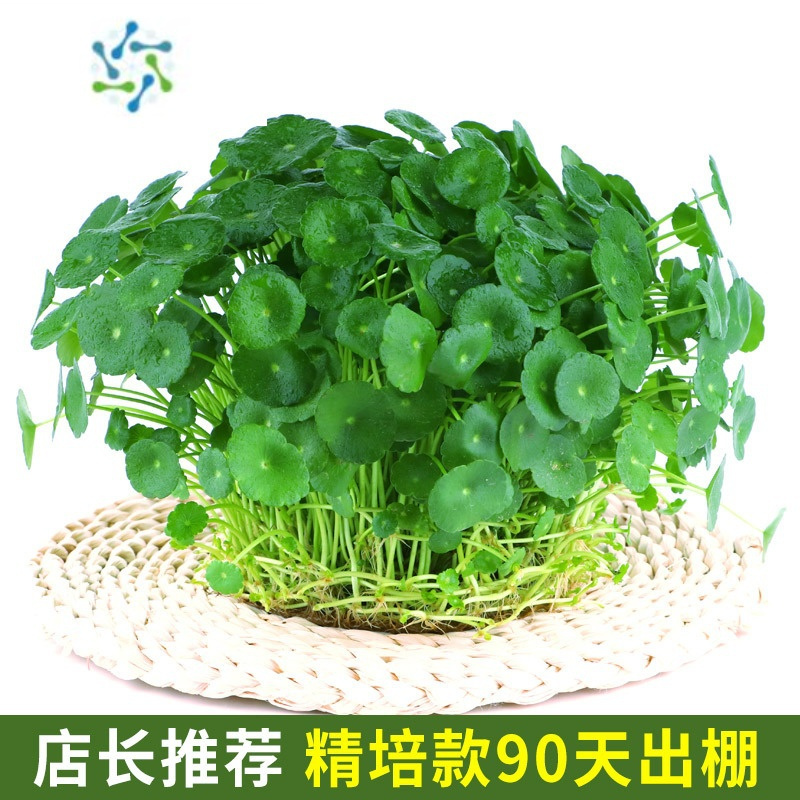 三维工匠带叶铜钱草水培盆栽植物室内小绿植花卉水养金钱草籽水生四季好养报价 参数 图片 视频 怎么样 问答 苏宁易购