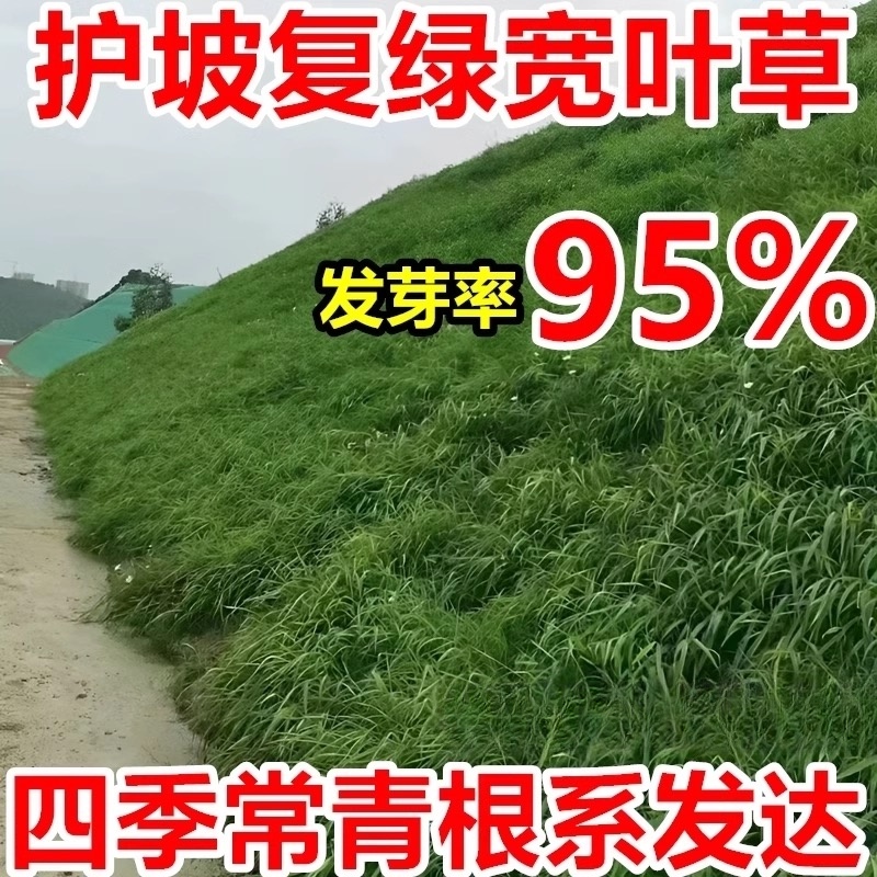 诚智旺 宽叶草籽(边坡专用)净籽/千克高清大图