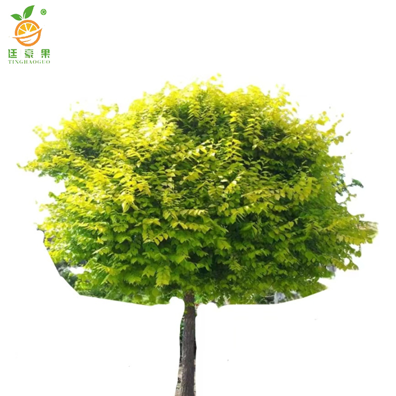 廷豪果 苹果树 8公分 /棵高清大图