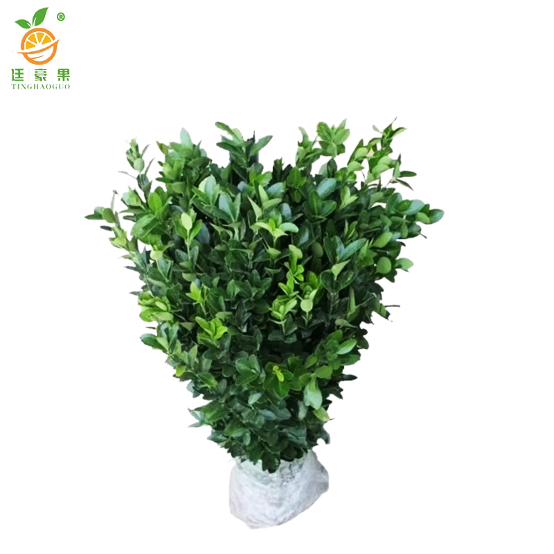 廷豪果 冬青苗 高80-100cm50棵/捆高清大图