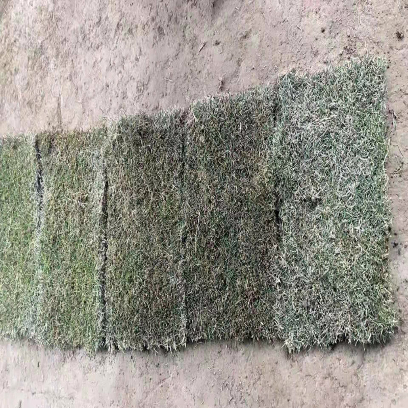 庭院绿化草坪 草皮 带土带泥果岭草四季青草皮带泥土真草皮 马尼拉草皮 一平方10小块 200平方起售
