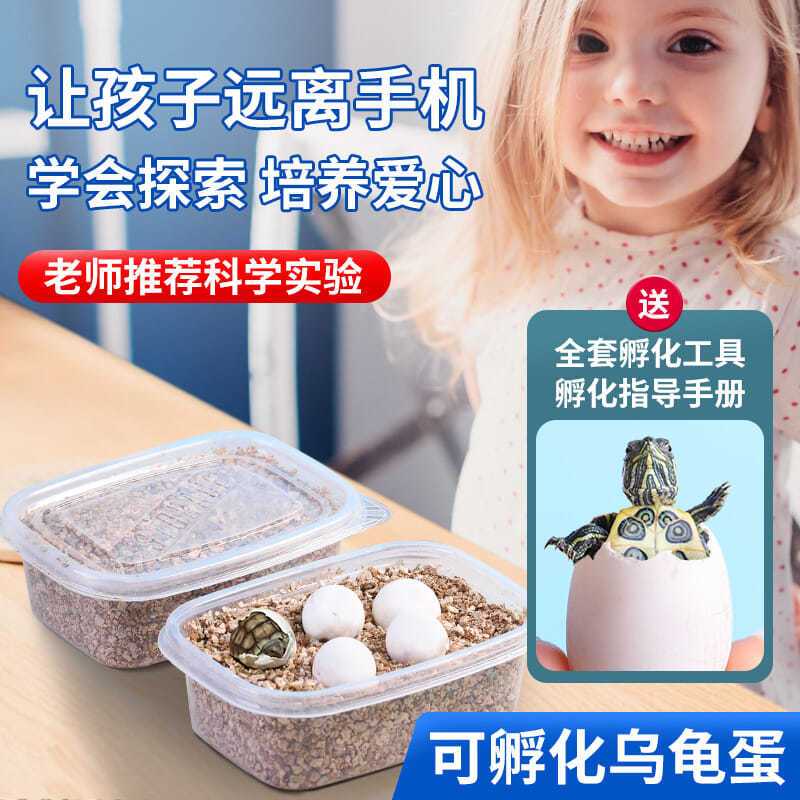 可孵化随机龟蛋1个 乌龟盲箱可孵化乌龟蛋儿童diy男孩益智玩具制作材料包小宠物活物