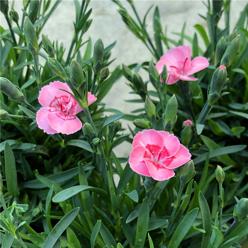 回固初吻蜜桃派紫色婚礼石竹康乃馨盆栽庭院阳台耐寒耐热绿植花卉带花