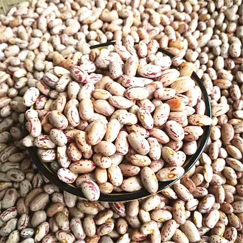 奶花豆新货贵州遵义花生豆雀蛋豆农家新豆花饭豆奶花芸豆五谷杂粮奶花