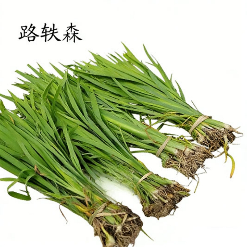 路轶森 鸢尾 10-50cm 株高清大图