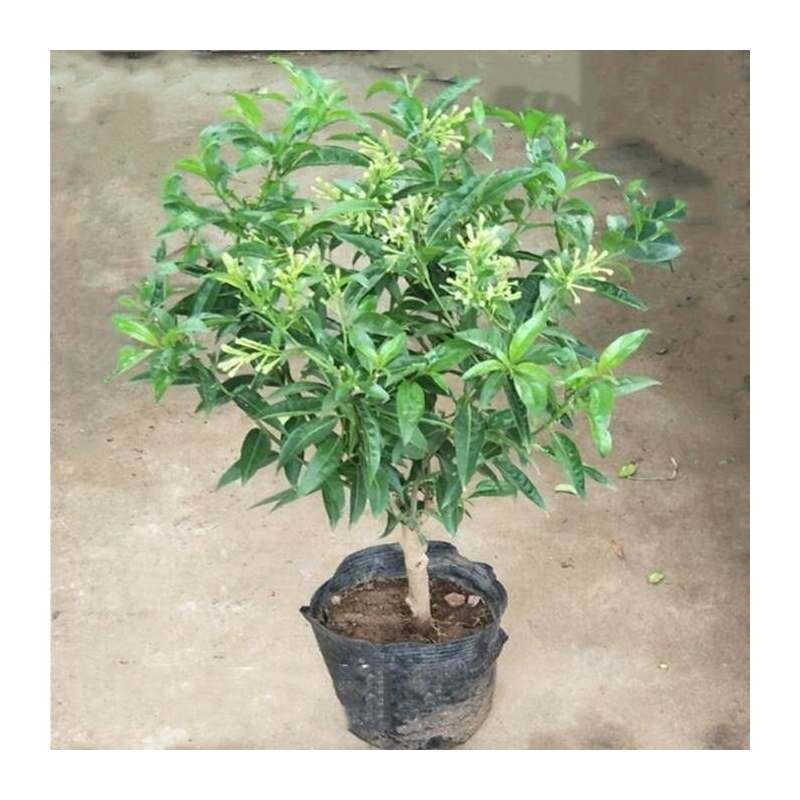 夜来香花树苗九里香夜来香盆栽花卉植物室内驱蚊花苗浓香四季开花报价 参数 图片 视频 怎么样 问答 苏宁易购