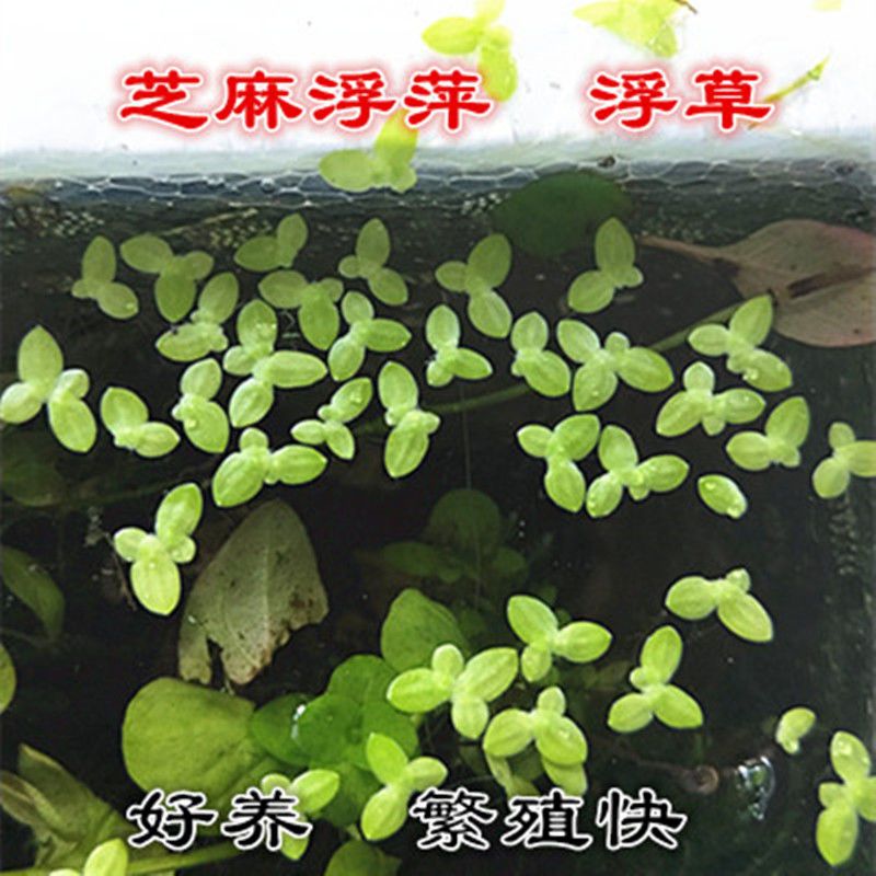 一叶莲水培水生植物鱼缸迷你水葫芦水芙蓉水草浮萍苗养龟产卵植物芝麻浮萍100个报价 参数 图片 视频 怎么样 问答 苏宁易购