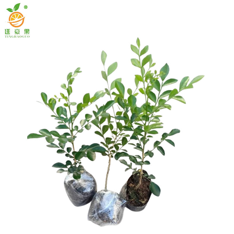 廷豪果 九里香 高40-50cm /棵高清大图