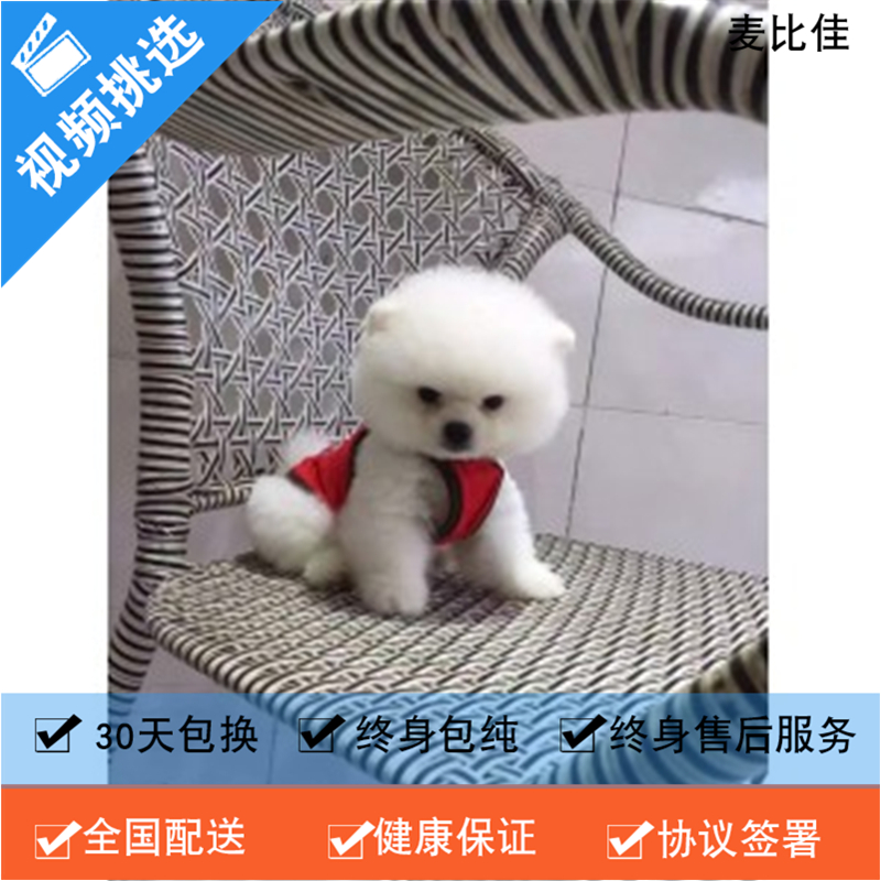 麦比佳 纯种哈多利系球体博美犬幼犬俊介 茶杯博美犬 日系俊杰双血统长不大的茶杯狗白色博美犬 赛级博美犬活体狗狗纯种博美犬高清大图