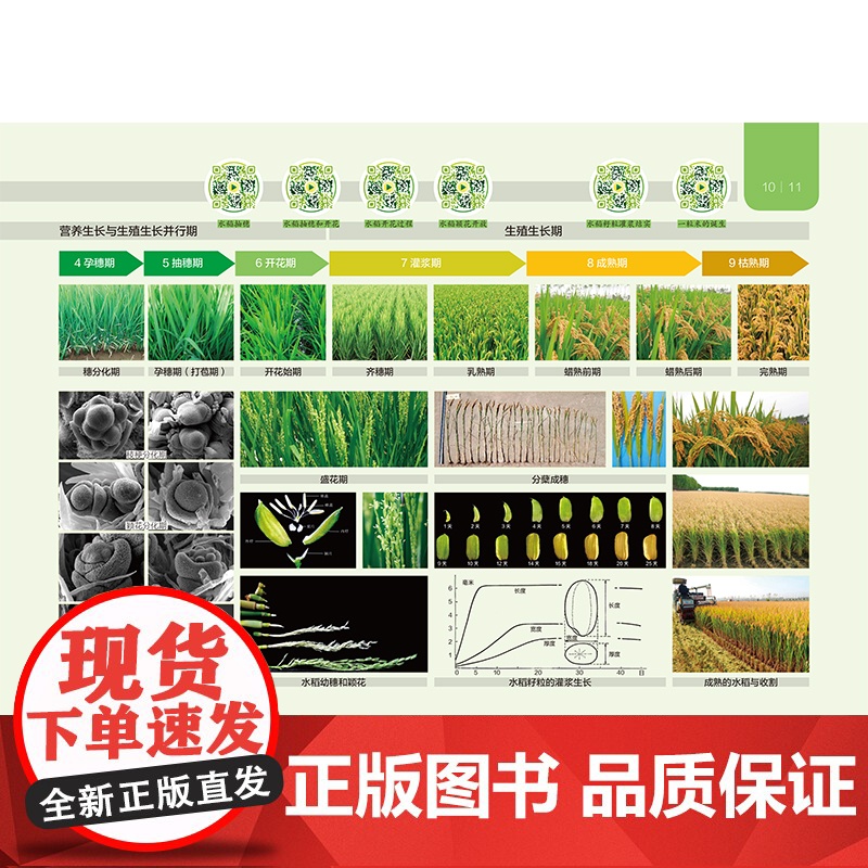 图说水稻高清大图