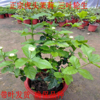 盆栽花卉绿植 正宗虎头茉莉 巴西茉莉花苗 浓香植物格拉斯白茉莉