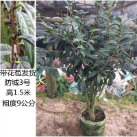 茶族皇后金花茶防城尊凹迈绿植盆栽茶花嫁接苗带花苞货嫁接21号含盆