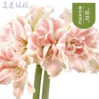 绿植荷兰种球朱顶红精灵阿弗雷爵士乐花卉盆栽观花重瓣大花球根种球种根绿植盆栽