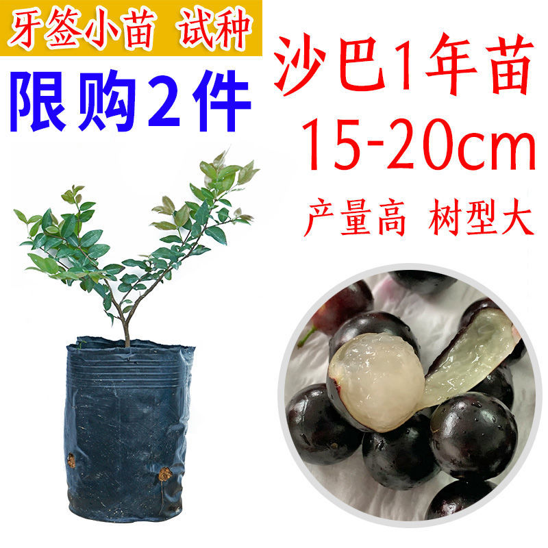 嘉宝果树苗沙巴四季早生艾斯卡福冈带花带果当年结果广西发货 [沙巴]1年幼苗约20CM原土发货