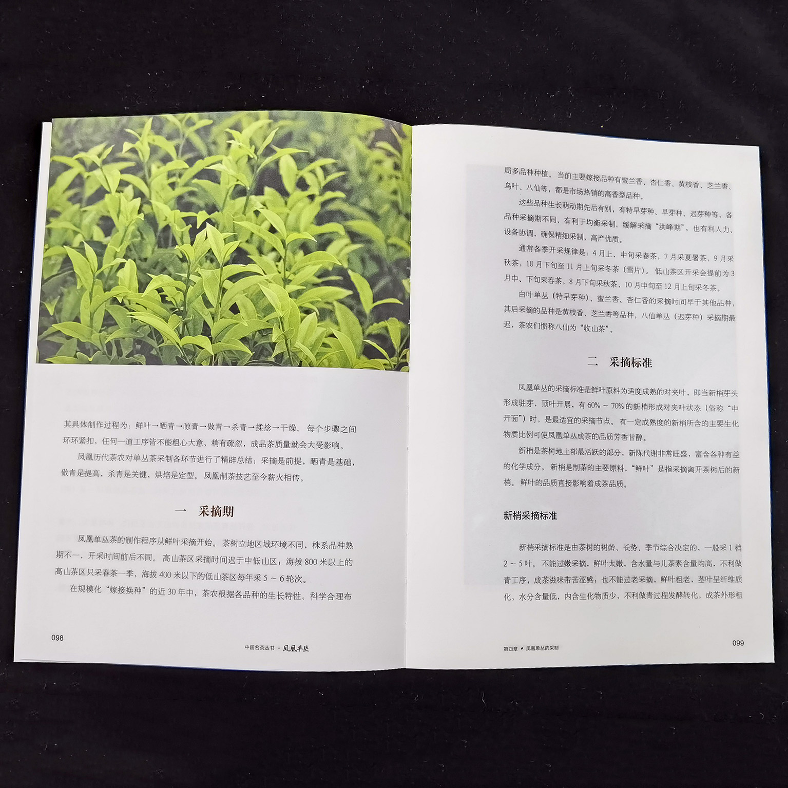 [正版]凤凰单丛茶书籍 单枞茶书百科全书中国名茶丛书茶艺茶文化科普茶树生产加工工艺茶艺师茶叶鉴别单丛茶鸭屎香潮州工夫茶高清大图