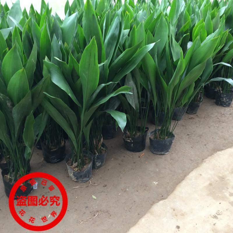 一叶兰盆栽耐冻四季长青室内客厅观叶植物绿植盆景室内耐阴花卉 小苗10颗总高约20-30厘米左右