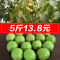 新货原味湿核桃薄皮生嫩新鲜绿皮去青皮核桃孕妇坚果现摘现发 带青皮核桃5斤(送三件套)