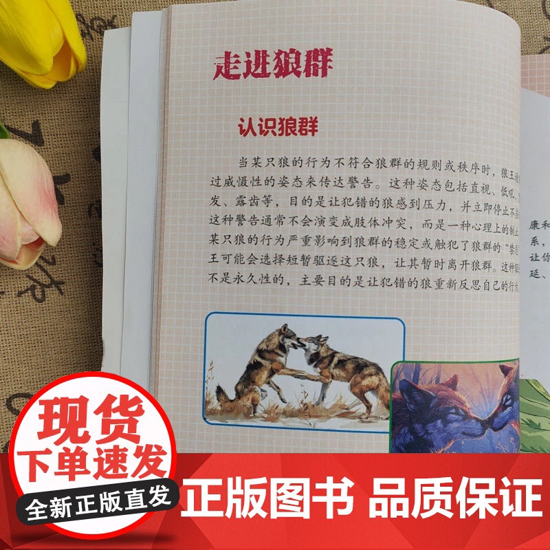 [央视网]漫画狼性教养少年儿童绘本阅读沉浸式培养强者思维狼之道领导力逻辑力励志之旅 XX高清大图