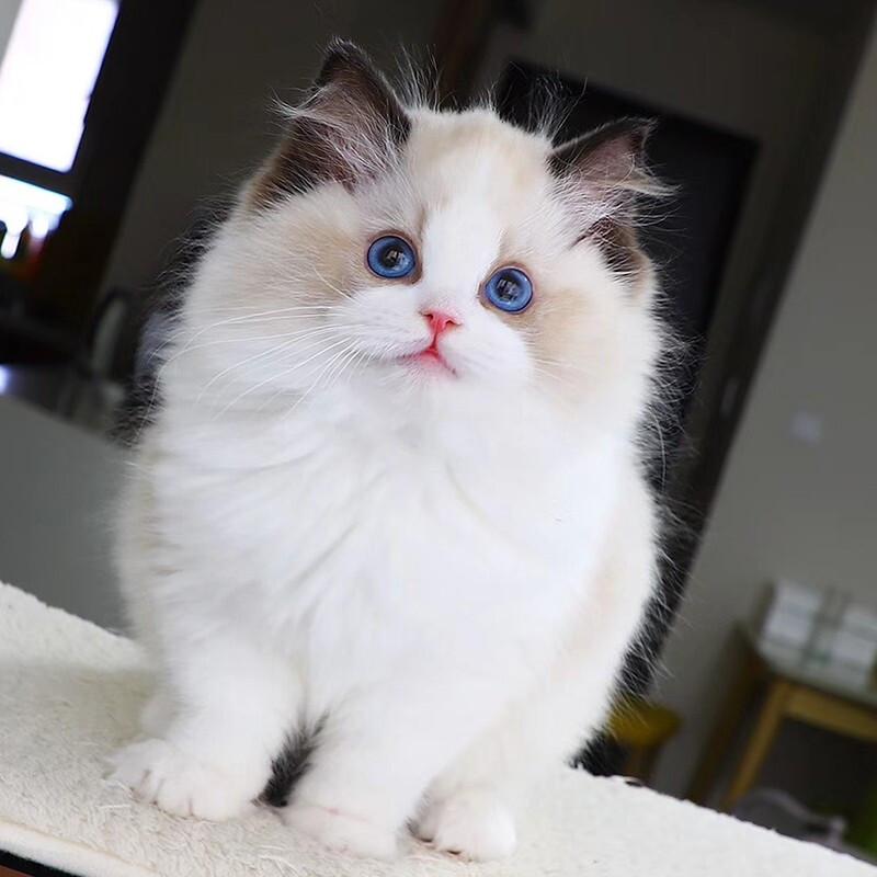麦比佳 布偶猫幼猫 纯种布偶宠物猫咪活体幼崽 长毛猫 网红仙女猫猫 双血统赛级名猫海豹双色蓝双重点色蓝眼睛有视频高清大图