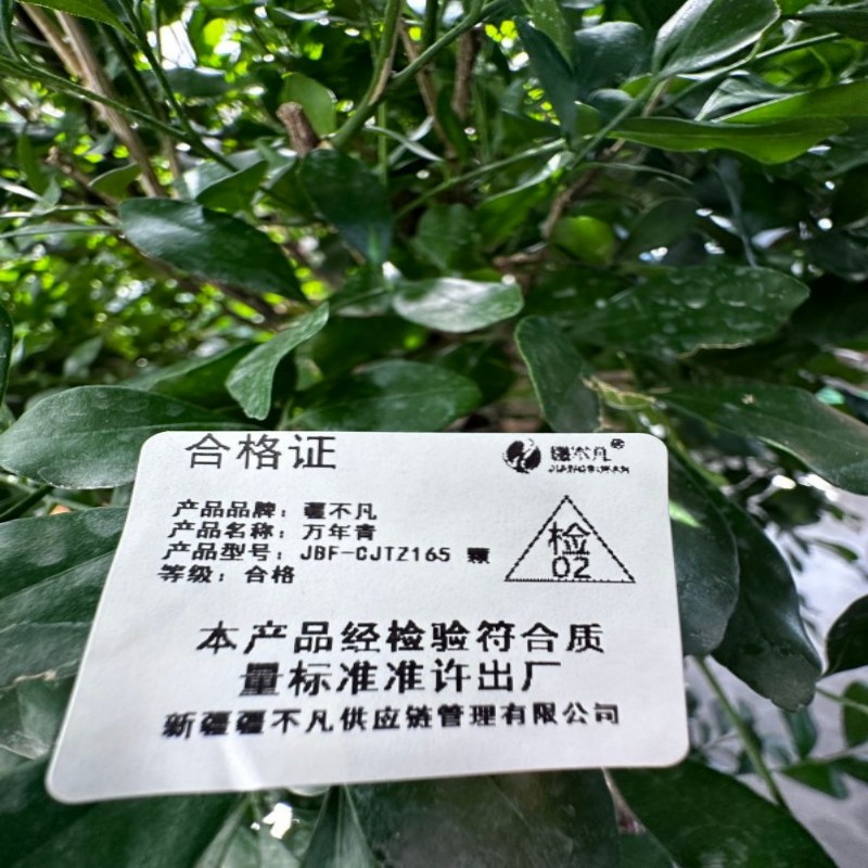 疆不凡万年青 JBF-CJTZ165颗高清大图