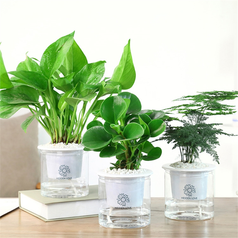 发财树绿萝水培绿植盆栽花卉小植物弹痕室内花好养多肉芦荟栀子花文竹