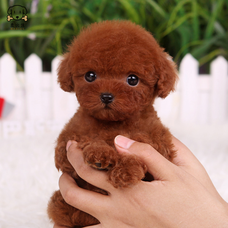 麦比佳 泰迪犬幼犬 泰迪犬狗狗活体 茶杯犬泰迪宠物狗小体玩具型长不大微小体贵宾犬泰迪贵宾杯子狗视频挑选高清大图