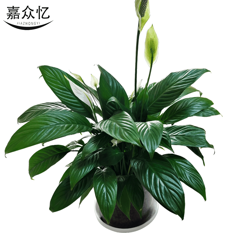 嘉众忆 水培室内盆栽45cm JZY-PZ003 件图片