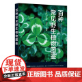 百种常见野生植物图鉴 邹良栋 化学工业出版社 正版书邹