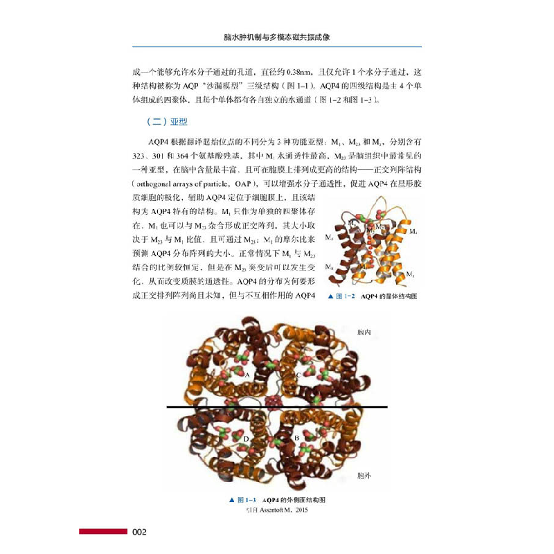 正版新书]脑水肿机制与多模态磁共振成像鲁宏 , 刘衡 , 战跃福97高清大图