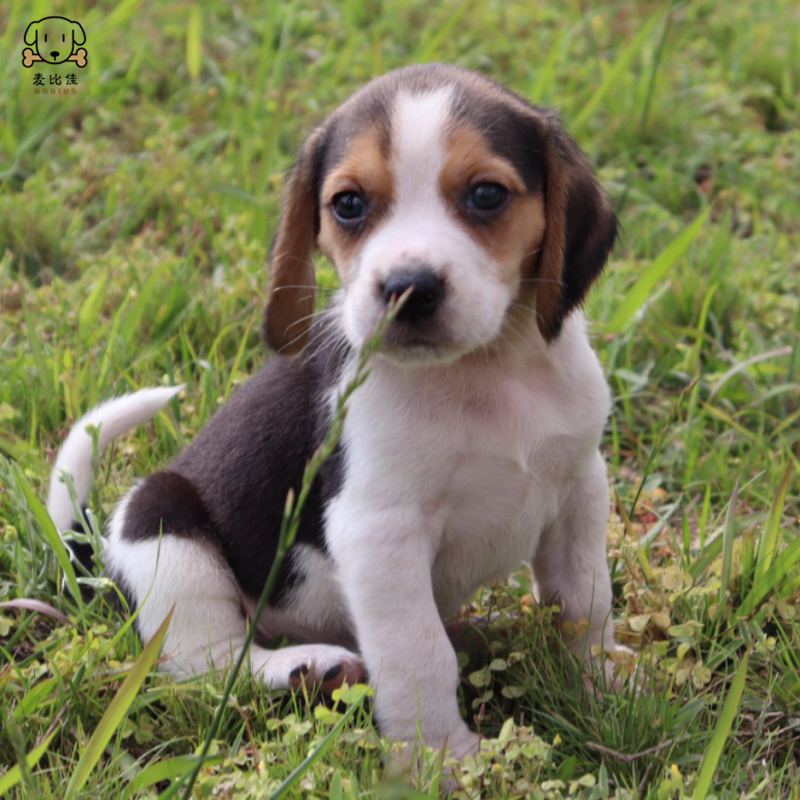 比格犬幼犬 宠物狗比格犬狗狗活体纯种双血统短毛猎兔犬比格鲁中小型