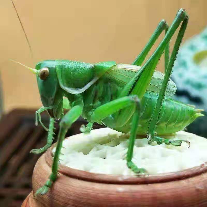 绿蝈蝈1个 蝈蝈活体绿蝈蝈天津蓟县野生翠绿蝈蝈包活伤亡退全款