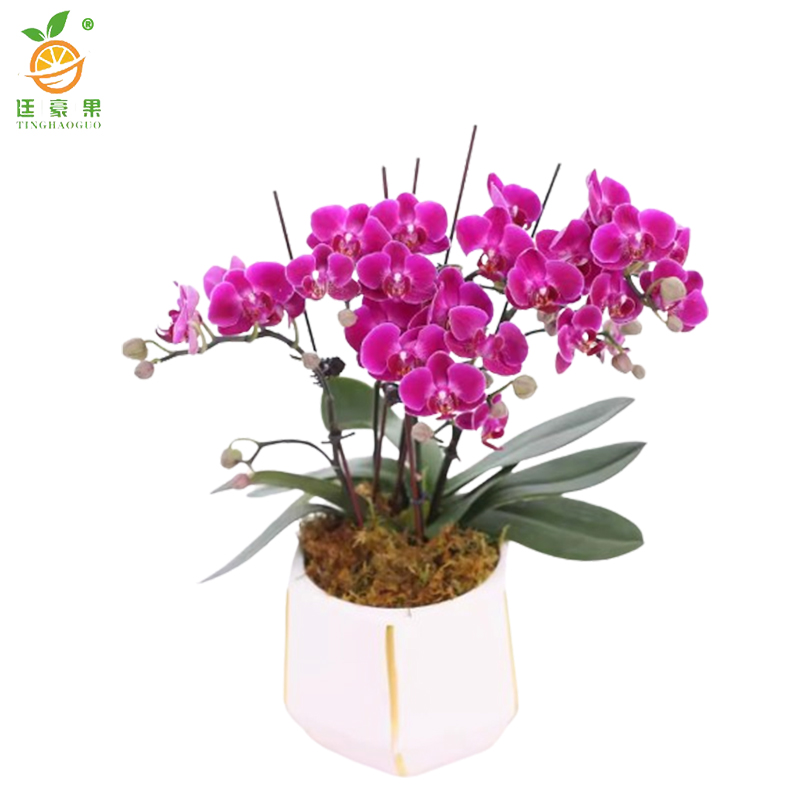 廷豪果 蝴蝶兰盆栽 XZ-1791# /盆高清大图