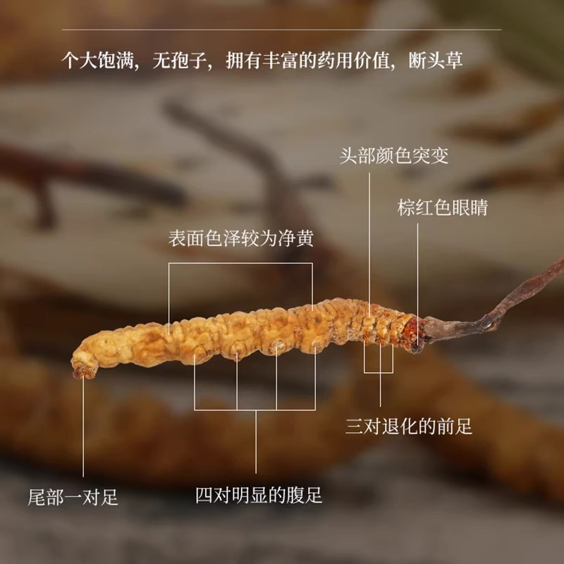 索朗顿珠冬虫夏草3根/克(15根5克)简易装头期正品干草礼盒装