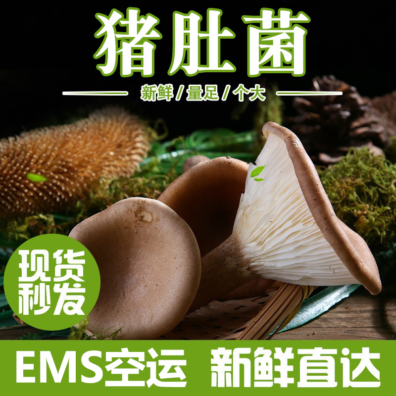 EMS空运[西沛生鲜]云南特产新鲜现摘猪肚菌 3斤 非干货源产地直发精品蘑菇煲汤食材