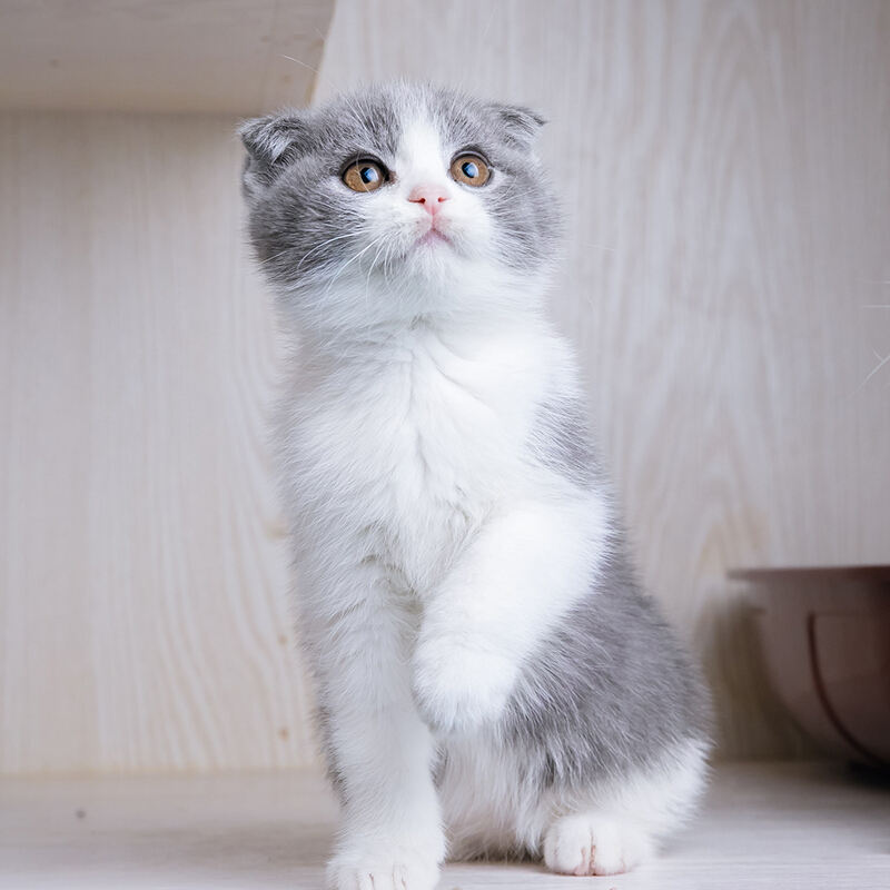 英国短毛猫 蓝白折耳猫 英短蓝白折耳幼猫猫咪 幼崽