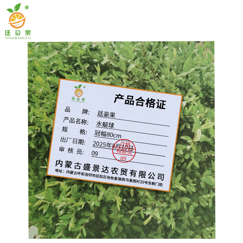 廷豪果 水蜡球 冠幅80cm /棵高清大图