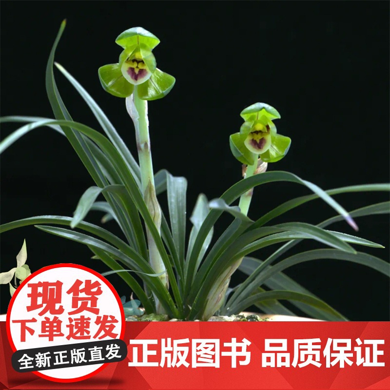 [店]中国兰花名品珍品鉴赏图典(第四版)生活 养花书籍 兰花鉴赏、图典高清大图