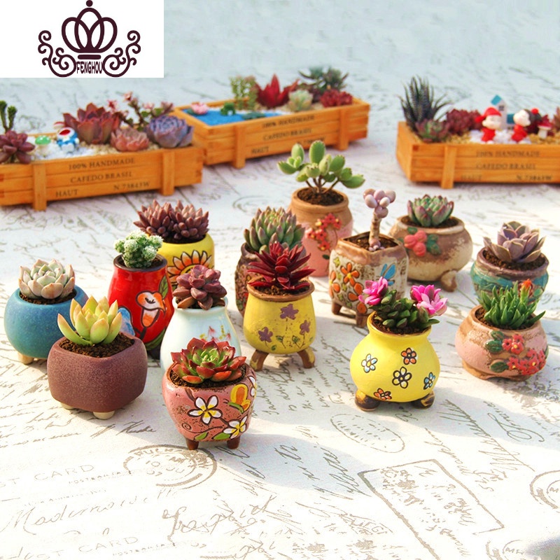 封后新款多肉植物组合盆栽肉肉植物肉嘟嘟室内多肉套餐带盆带土小盆栽蓝色惊喜 营养土 树纹蓝色盆含盆图片 高清实拍大图 苏宁易购