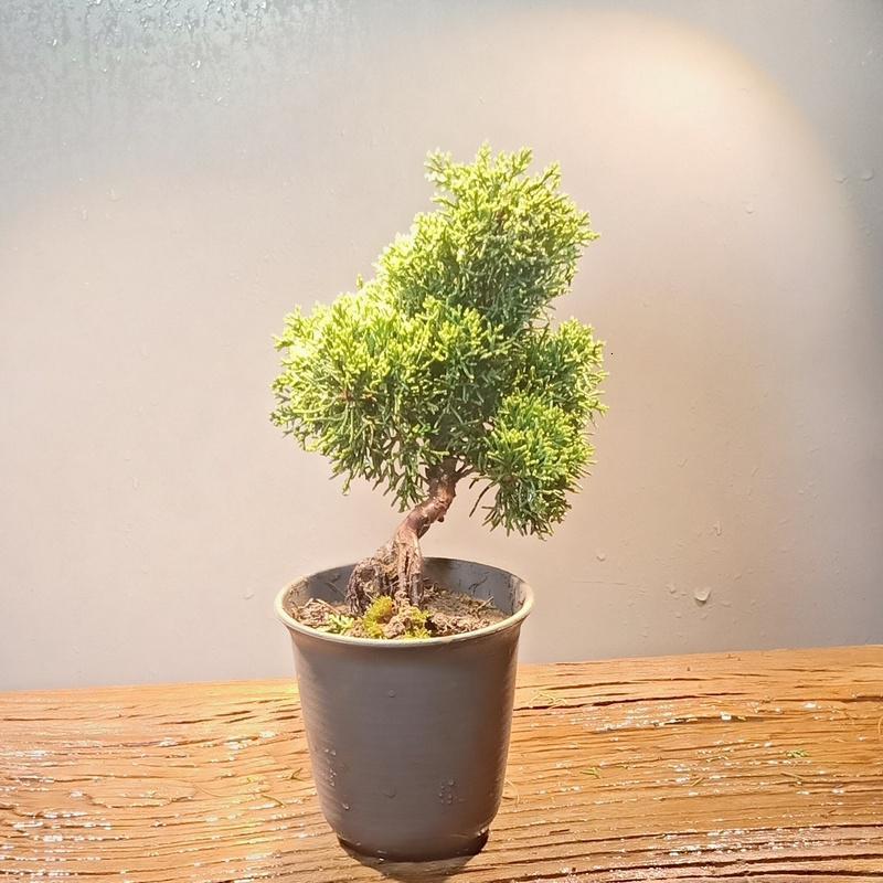 八房系鱼川真柏盆景小苗老桩办公室内植物绿植花卉盆栽