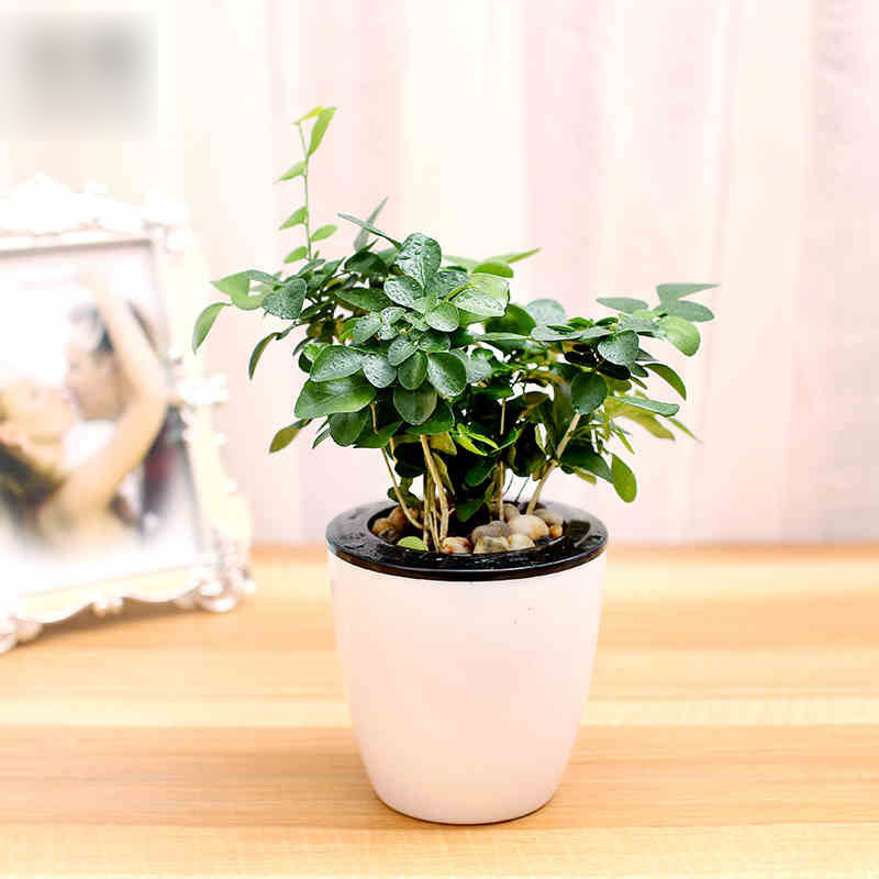 【九里香+吸水盆，绿植盆栽套装】绿植绿萝盆栽驱蚊水培植物绿箩办公室盆栽袖珍椰子盆景带盆栽好园艺用品花卉绿植