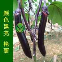 逍遥日本经典长茄子种子/籽 黑紫色 特长高产四季种植盆栽蔬菜种苗 经典长茄王20粒试种装