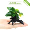 鱼缸造景套餐性水榕沉木真水草淡水无土植物增氧趴地矮珍珠 默认尺寸 单头小水榕