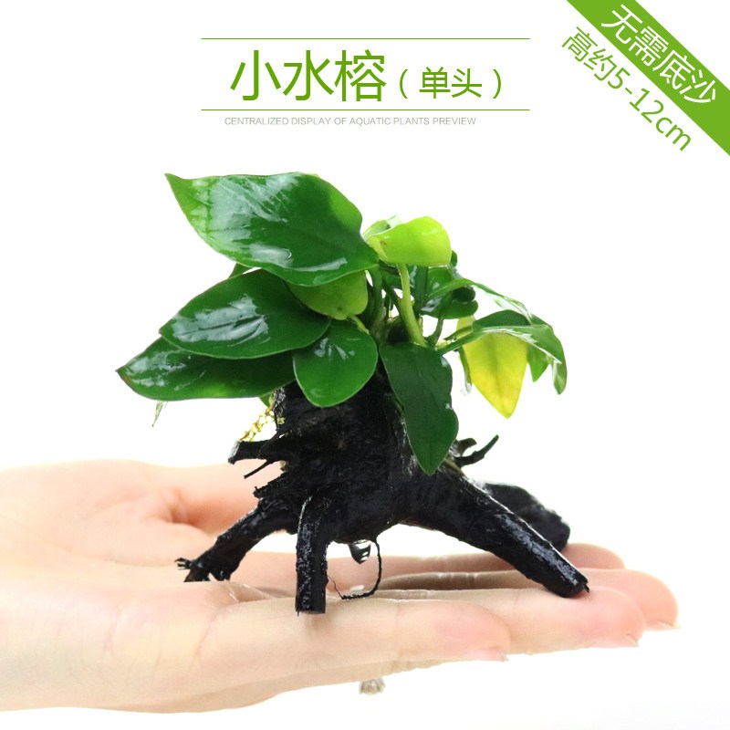 鱼缸造景套餐性水榕沉木真水草淡水无土植物增氧趴地矮珍珠