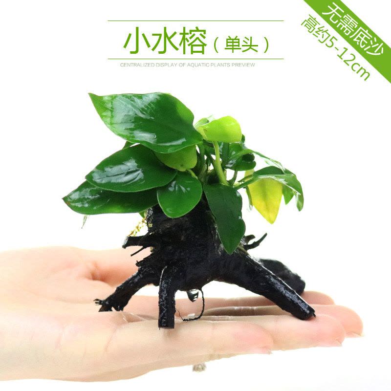 鱼缸造景套餐性水榕沉木真水草淡水无土植物增氧趴地矮珍珠图片